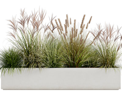 现代花坛花草绿植