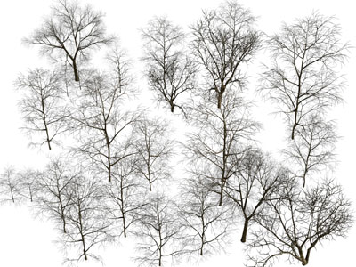 现代冬季的大树