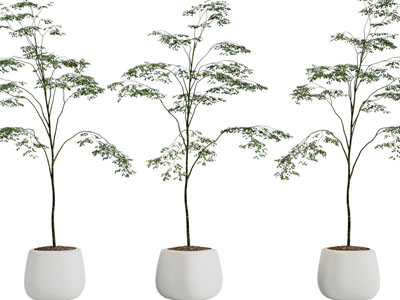 现代花盆盆栽植物