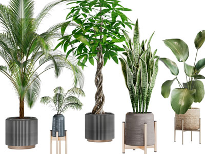 现代盆栽植物