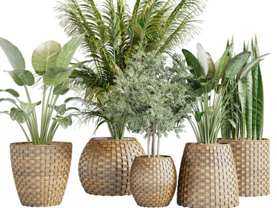 东南亚藤编花盆盆栽植物
