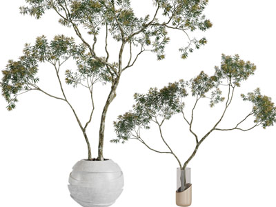 现代花盆盆栽植物