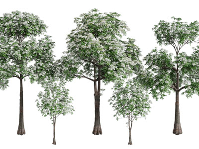 现代开满花朵的树