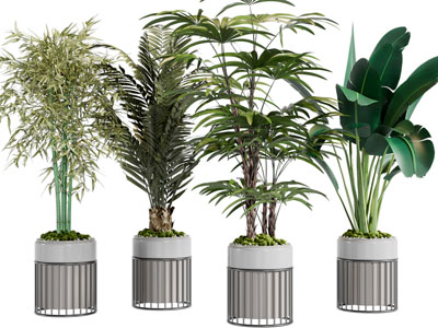 现代花盆盆栽植物