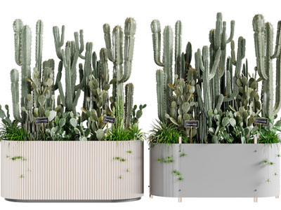 现代盆栽多肉植物