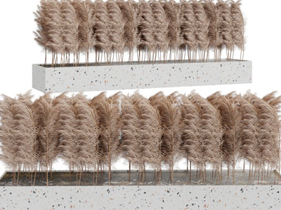 现代户外花坛芦苇植物