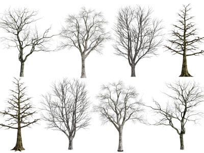 现代没有树叶的枯树