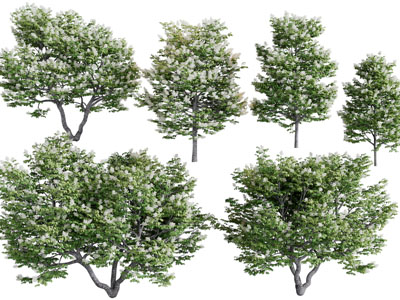 现代开满花朵的树木