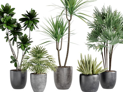 现代花盆盆栽植物