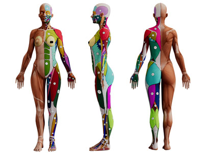 现代人体解剖3d模型 现代人体解剖