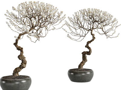 新中式盆景盆栽