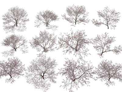 现代灌木丛绿植