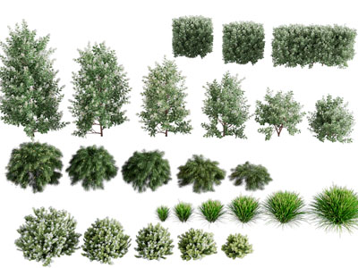 现代花树、灌木和花草绿植