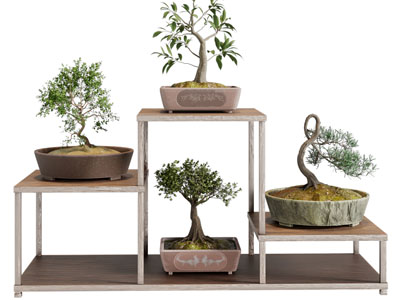 新中式花架盆景盆栽