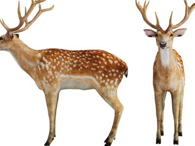 北欧麋鹿摆件组合