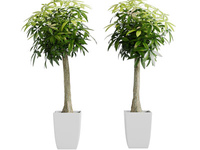 现代白色陶瓷花盆发财树盆栽植物