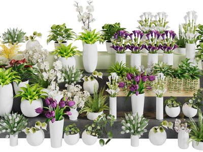 现代盆栽花卉植物