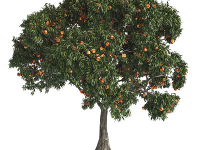 一颗结满果实的大树