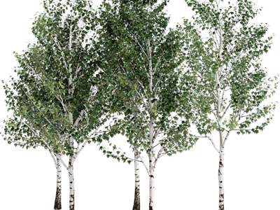 几棵白桦树道旁树木