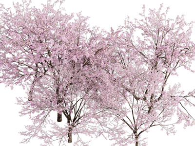 开满粉色花朵的花树