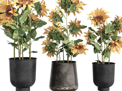 现代盆栽向日葵