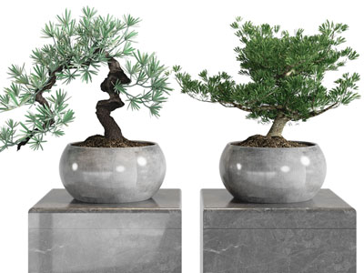 新中式松树盆景盆栽