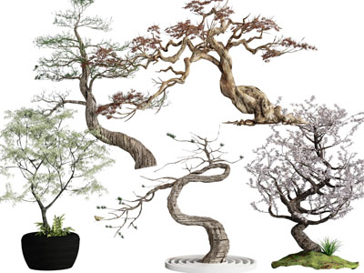 扭曲的老树、景观树木