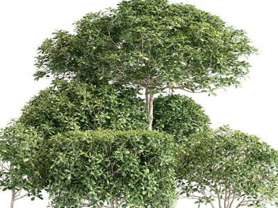 生长茂盛的灌木