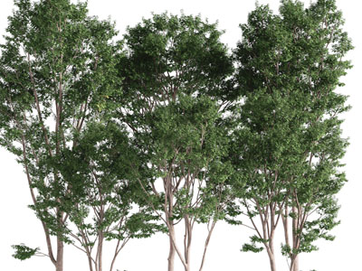 现代高耸的大树