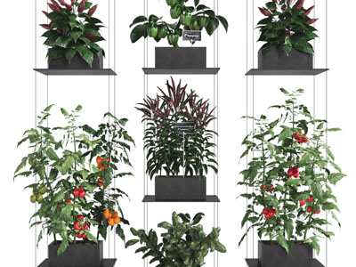 现代金属花架盆栽植物