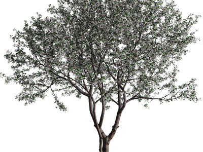 开满花朵的景观树木