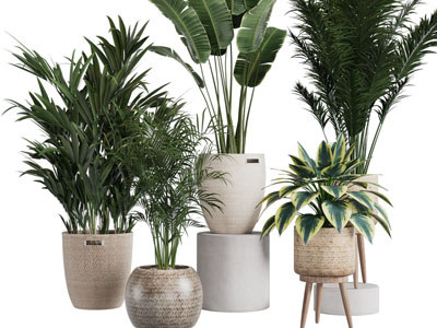 现代藤编花盆盆栽植物