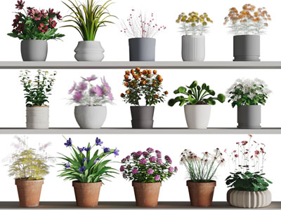 现代花盆盆栽植物