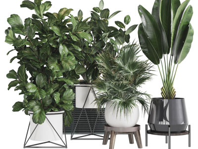 现代陶瓷花盆盆栽植物