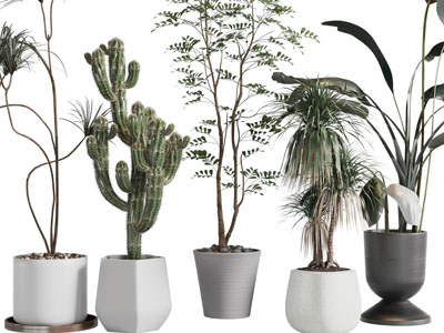 现代花盆盆栽植物