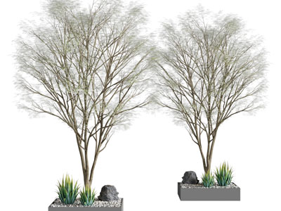 一棵种在路旁的景观树木