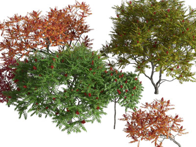 现代结满红色果实的灌木