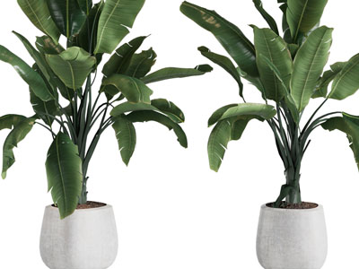 现代花盆美人蕉盆栽植物