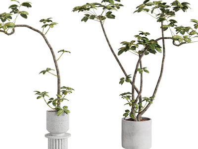 现代花盆小树盆栽植物