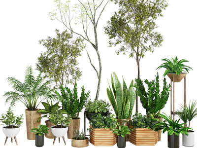 现代花盆金钱树盆栽植物