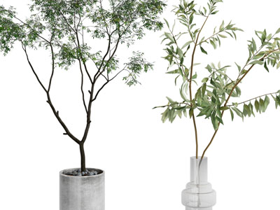 现代花盆盆栽植物