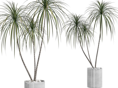 现代圆柱形花盆盆栽植物