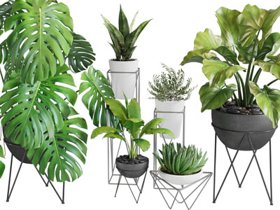 现代金属花架盆栽植物