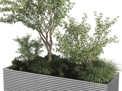 现代户外长方形树木盆栽植物