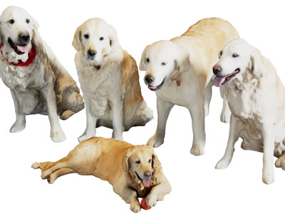 现代伸舌头的狗