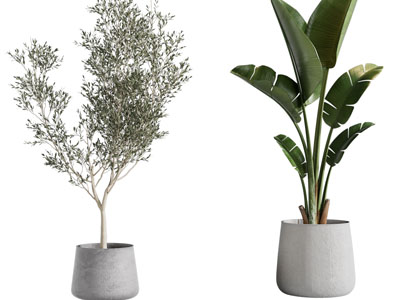 现代水泥质感花盆盆栽植物