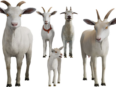 一群山羊