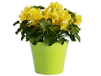 现代黄色花卉盆栽植物