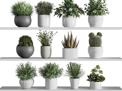 现代多肉盆栽植物