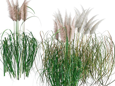 现代芦苇花草植物